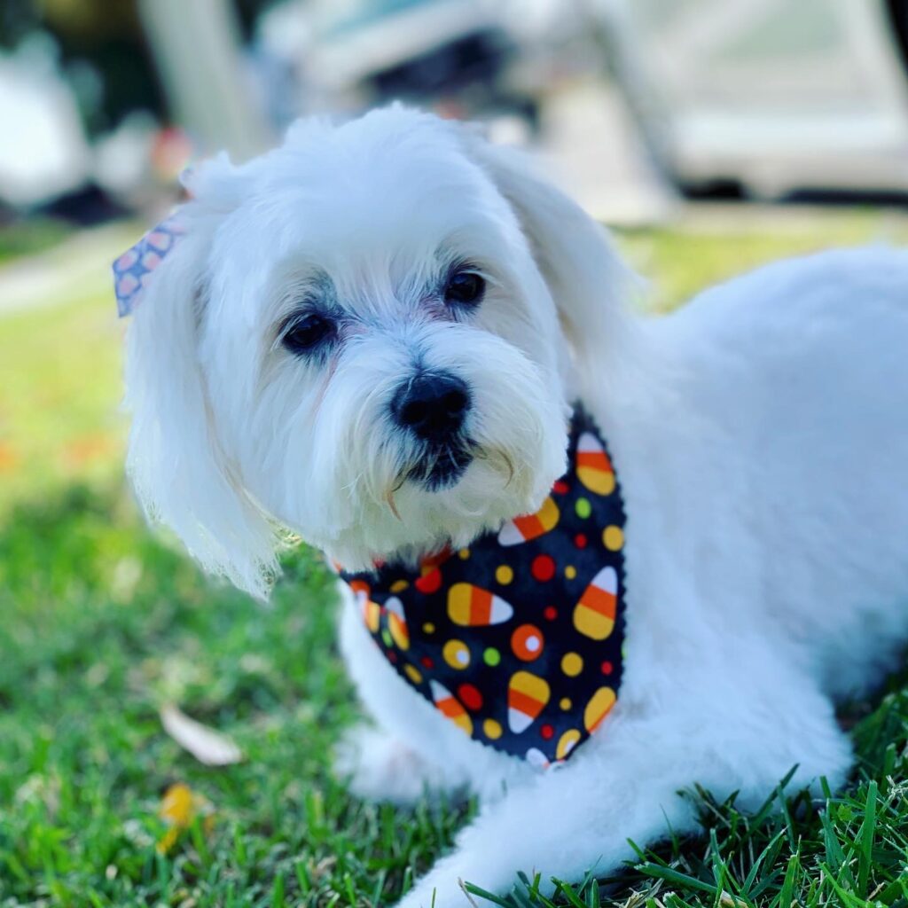 Diamond pet grooming
