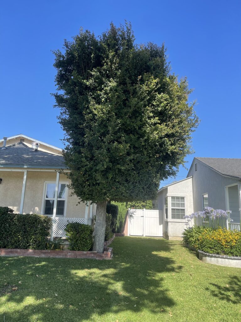 Hala’s Tree Services