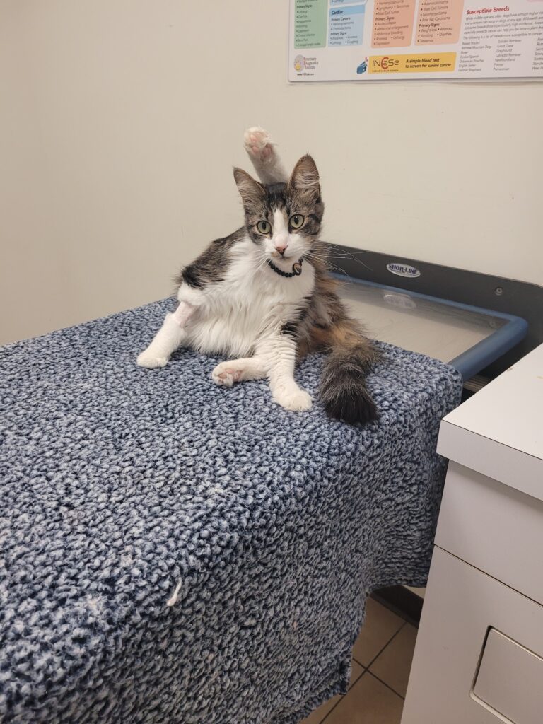 JH Animal Hospital