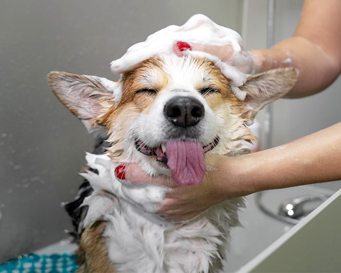 Lovingpaws Norwalk CA