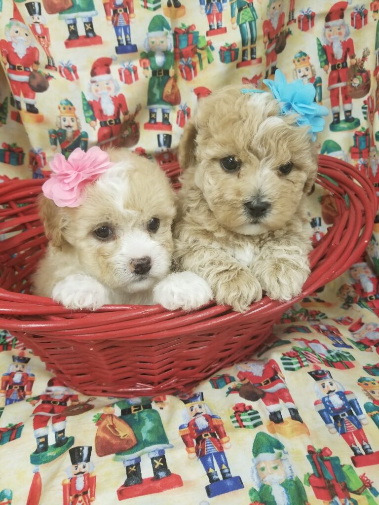 Norwalk Pet Grooming Inc.